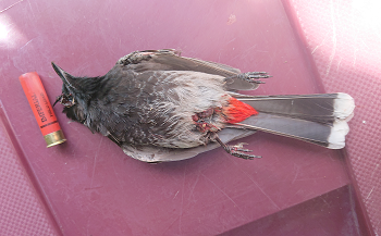 bulbul.png