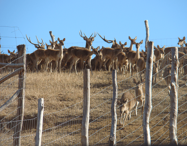 cerfs.png