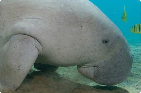 dugong