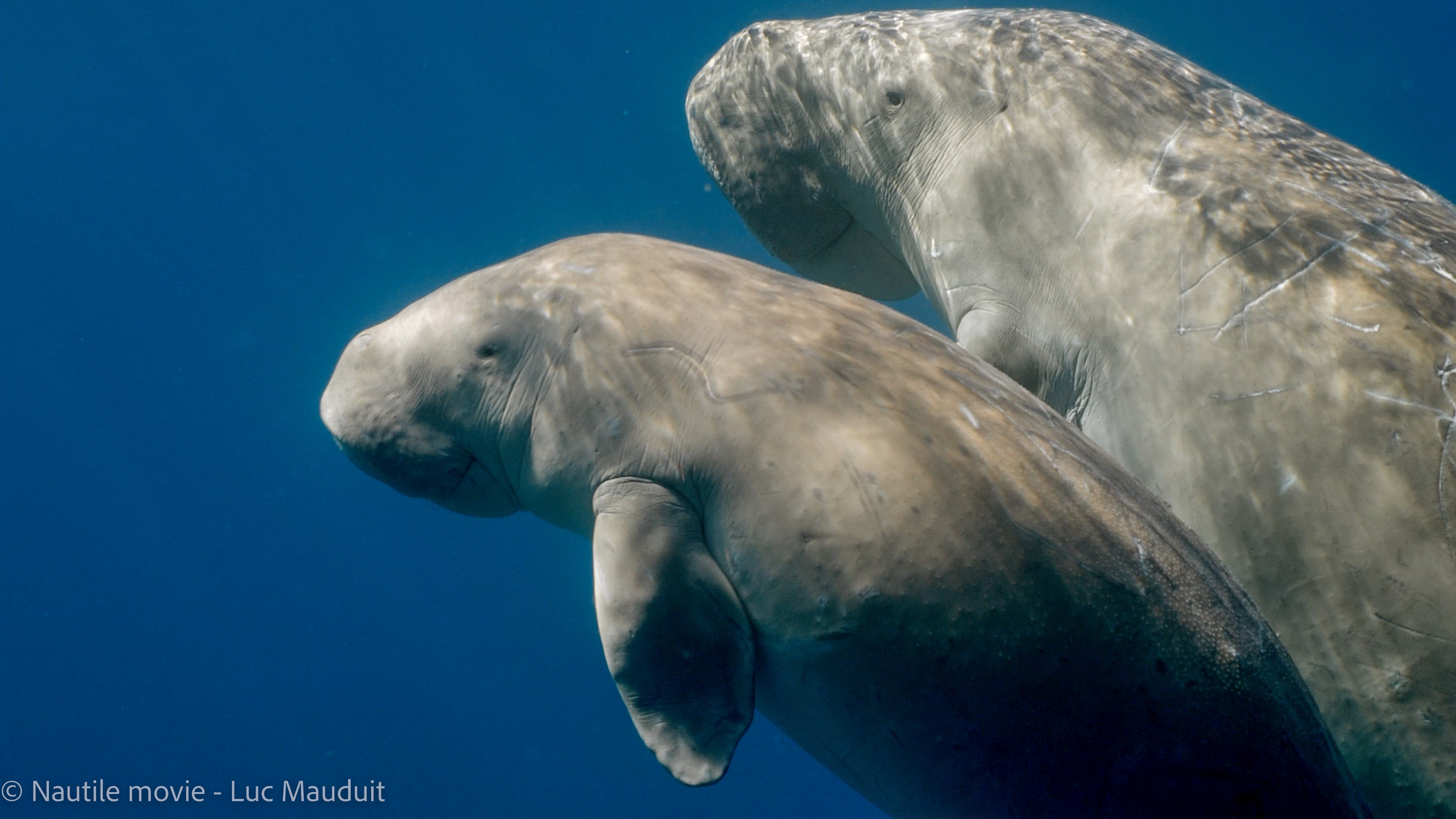 extrait-photo-film-dugong-67