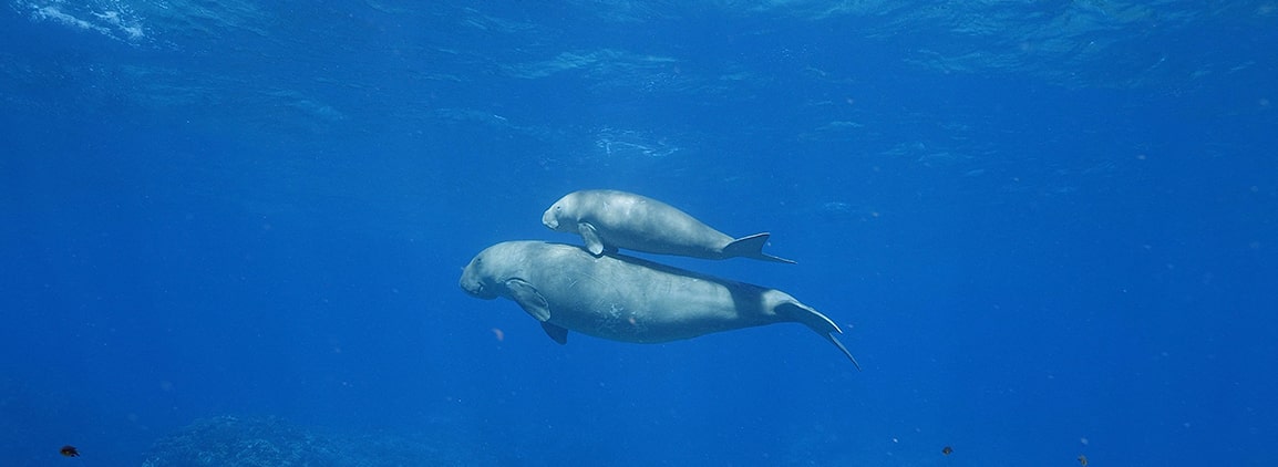 header-dugong