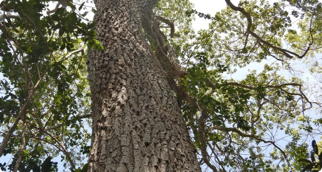 st-arbre.jpg