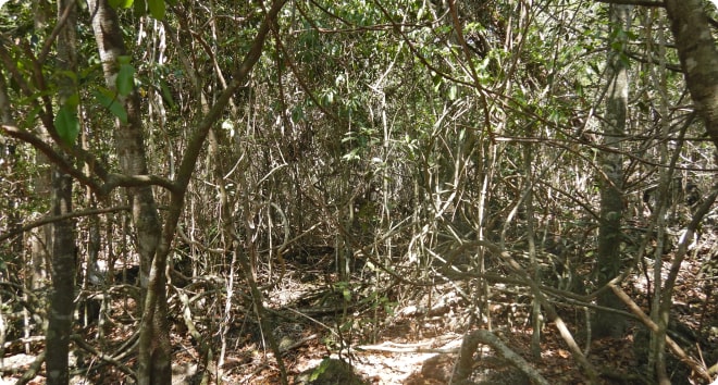 st-arbres.jpg