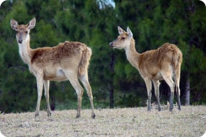 st-cerf.jpg